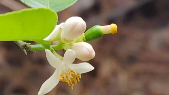 Lemon flower photography and videography.
