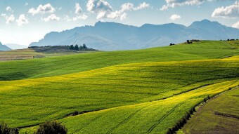 Greener Pastures