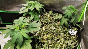 Supersoil Transplant - Day 1 flower Trinity Genetics - maple cookes - lemon-ups