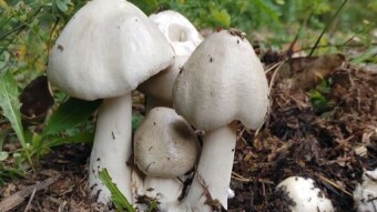 Rose-gilded grisette turned out only for the daring