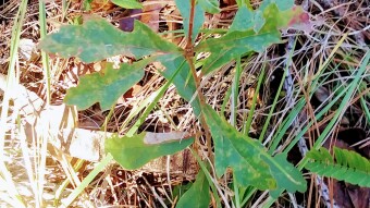Addendum to Rescue Oaks - The Great Outdoors