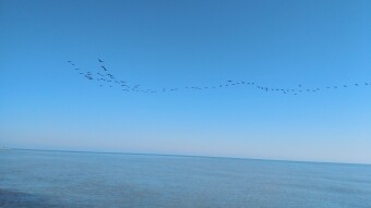 The Story of Cycling | As Migratory Birds Fly Over The Endless azure