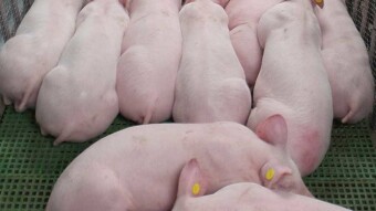 They detect a new virus in pigs that infects men and has "pandemic capacity"