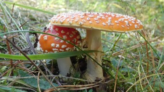 Mushrooms in the lens, not only in the kitchen