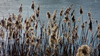We didn't enjoy the sunny weather for long - today we went for a walk in gray and cold scenery - My Actifit Report Card: January 31 2024