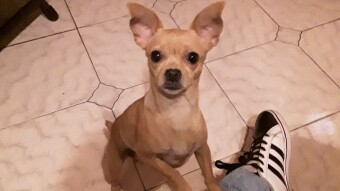 Chihuahua