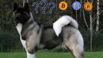 American Akita and Akita Inu-The dogs behind the Crypto Coin #Part 1