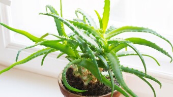Nature' Top Secrets : Amazing Health Benefits of Aloe Vera