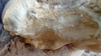 Mushrooms