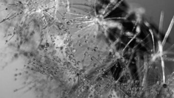 A Dandelion Series