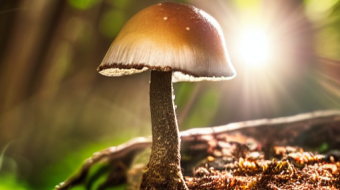 One of the first spring mushrooms and fun with artificial intelligence - Psathyrella candolleana