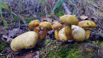 Parasitic fungi - Pseudoboletus parasiticus - a fungus on a fungus