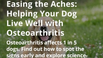 Easing the Aches: Helping Your Dog Live Well with Osteoarthritis