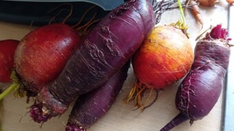Our Vegetable Plots #31
