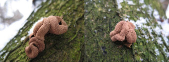 Mushrooms occurring in Europe - Encoelia furfuracea