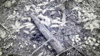 Ferns among the tree logs - Ultraviolet and Infrared Photography