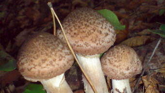 Mushrooms occurring in Europe - Armillaria mellea