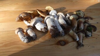 A small mushroom summary of the trip to the Lublin region
