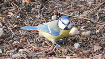Bird walks in well-worn places and self-seeding oaks