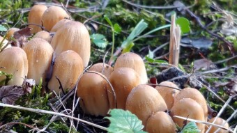 Coprinellus micaceus Glossy blackbird - a fungus that turns into black goo