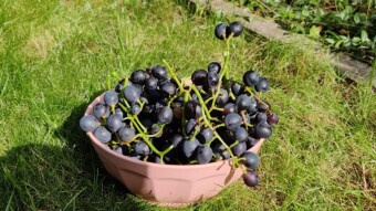 The Move Part 5: The Last Harvest