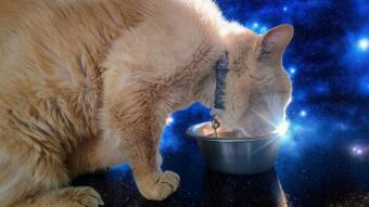 Louie Drinks Stars (inside-out poem #1)