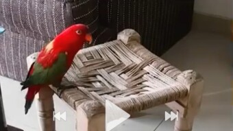 Parrot is a cute and beautifull birds and also parrot is also so telented bird he can learn lenguage from leastening any one voice.