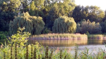 Today it was downright cold at times - My Actifit Report Card: July 2 2024