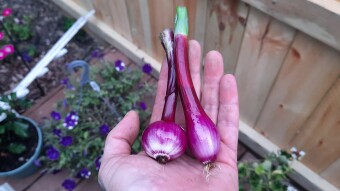 Garden 2021 So Far