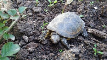 The Adventure of My Poor Turtle