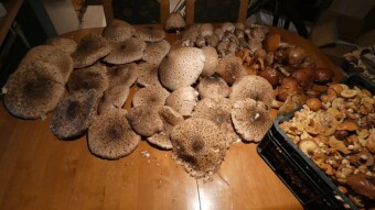 Midweek Jurassic Mushrooming - My Actifit Report Card: September 28 2022