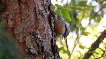 A bird named Wood Nuthatch on a Sunday afternoon in a park full of people? - My Actifit Report Card: October 30 2022