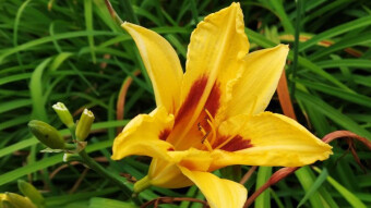 More beautiful and strange flowers in the park garden