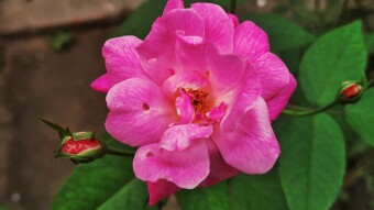 Photography of Roses From Our House!