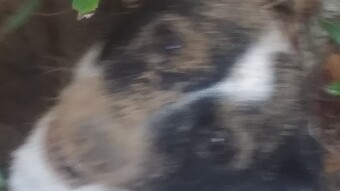 Moonpie watched with a piqued curiosity -- Part II