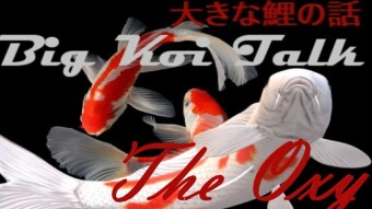 Big Koi Talk Two😏 The nSAIOL Oxymoron