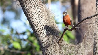 Turdus migratorius - The water games of a pair of thrushes