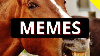 The Age of Memes +GIFs!