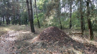 Pedometer in the norm - autumn surprises positively - My Actifit Report Card: September 23 2024
