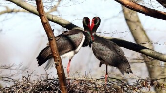 You will not meet them on chimneys or poles - Black Stork in love dances