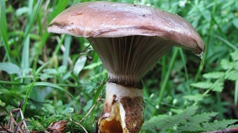 Mushrooms occurring in Europe - Gomphidius glutinosus