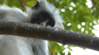 Monkey Gereza tricolor or Kima punju - Zanzibar