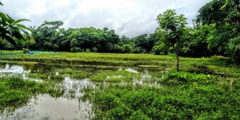 Natural beauty of Bangladesh. Some Photoshoot of the natural Scennery, of my self capture.