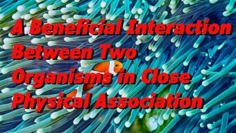 A Beneficial Interaction Between Two Organisms in Close Physical Association