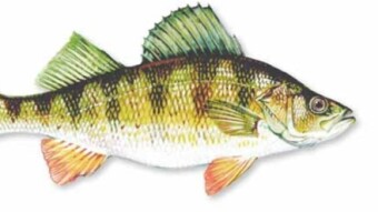Fishing in the Kingston Area