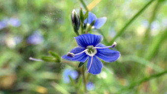"Royal Blue" or Veronica austriaca - a beautiful field flower with health properties