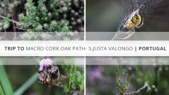 Trip to Macro Cork Oak Path - S.Justa Valongo | Portugal