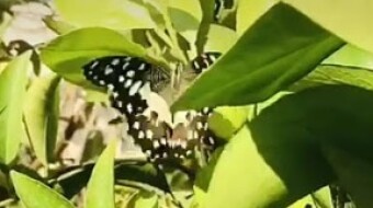Butterfly