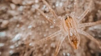 Macro Photography (Part 1)
