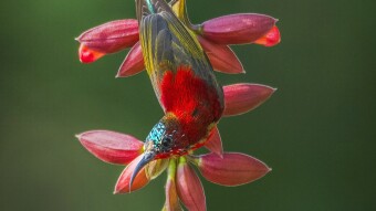 Birds and Flowers